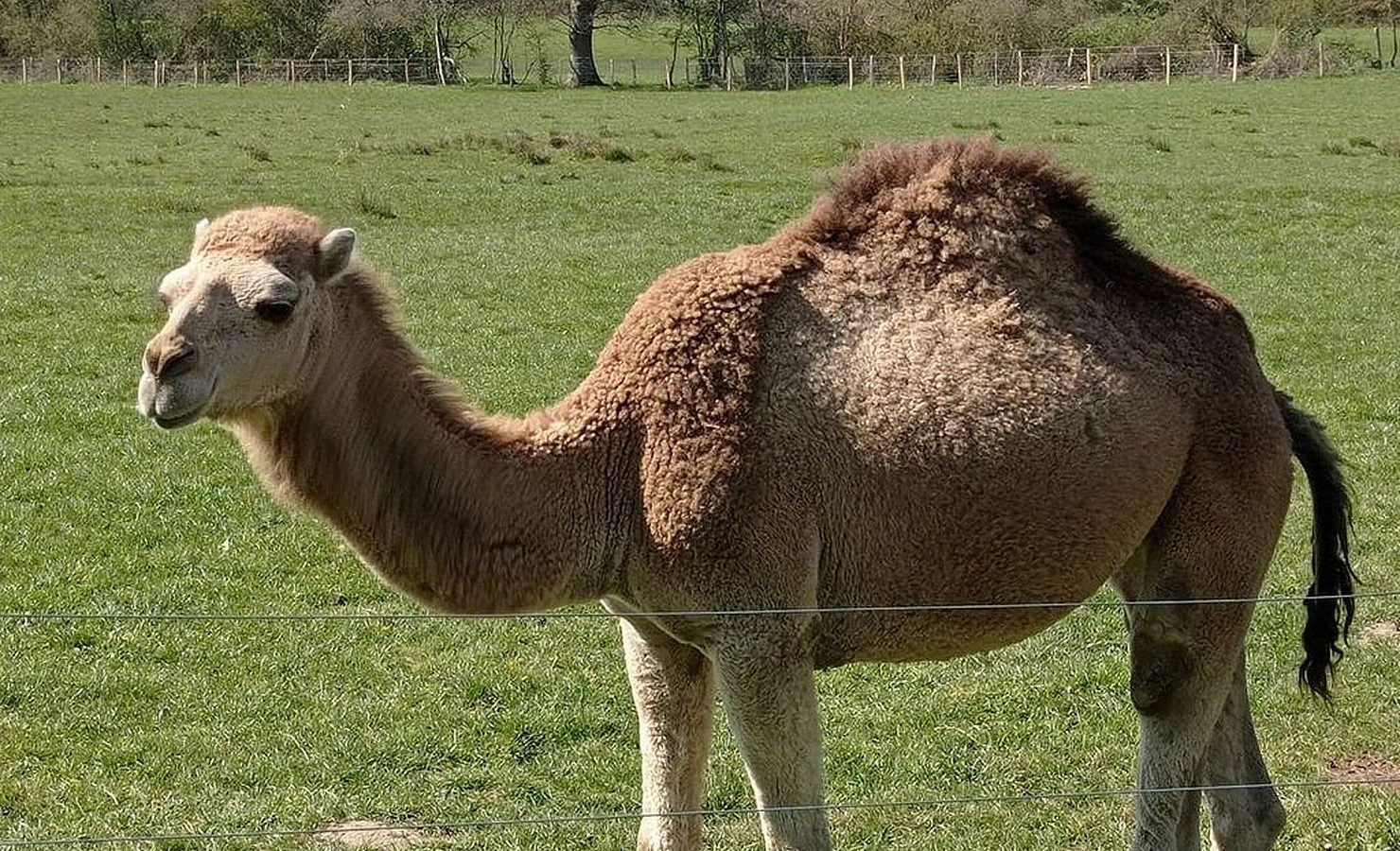 Dromadaire de la ferme des Clautres