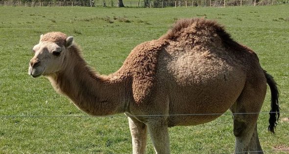 Rencontre insolite dans une ferme pas comme les autres