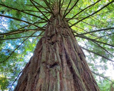Boucle n°16 : Vallée de Lechandon, Esvres-sur-Indre – Veigné
