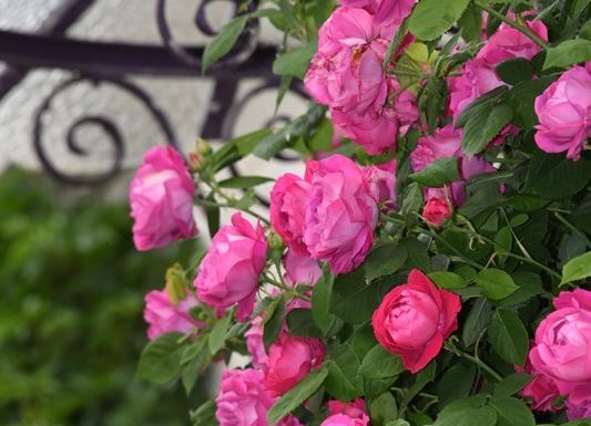 Chédigny village jardin « Jardin remarquable » et fleur d’or