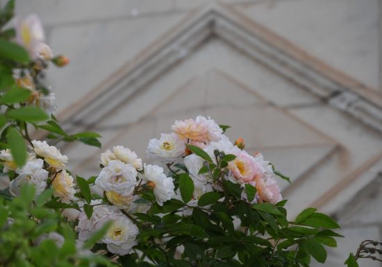 Chédigny village jardin « Jardin remarquable » et fleur d’or