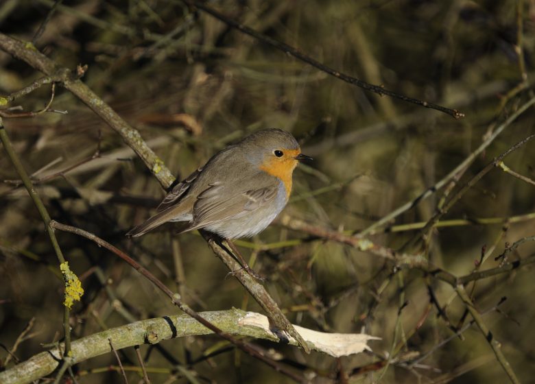 Observatoire participatif « Oiseaux des jardins »