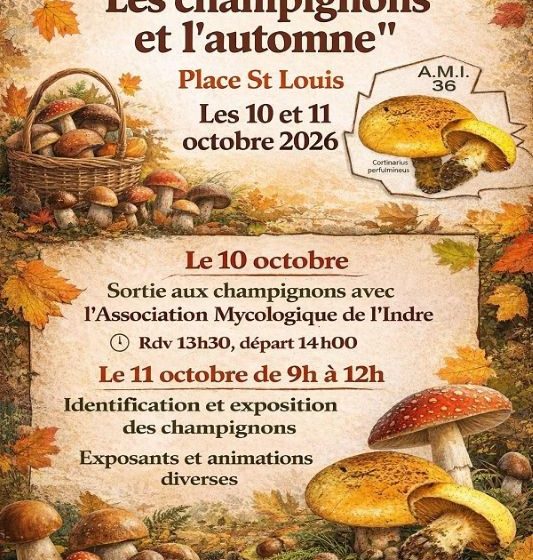 Les champignons et l&rsquo;automne