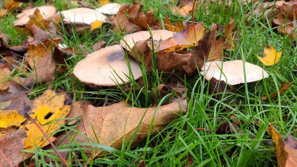 Les champignons et l&rsquo;automne