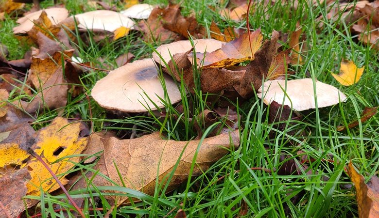 Les champignons et l&rsquo;automne