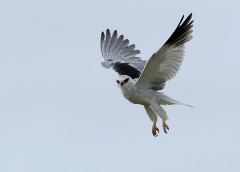 Conférence : Elanions blancs