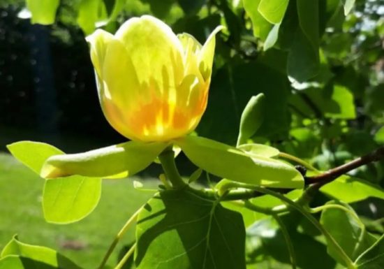 Le Tulipier