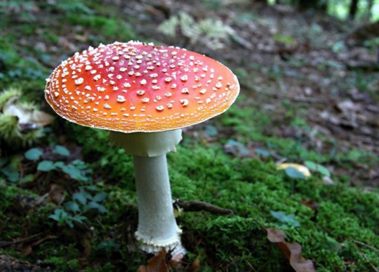 Balade nature : les champignons