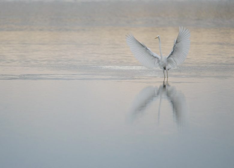 Découverte des oiseaux avec la LPO