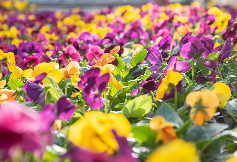 Je créé mon jardin condimentaire