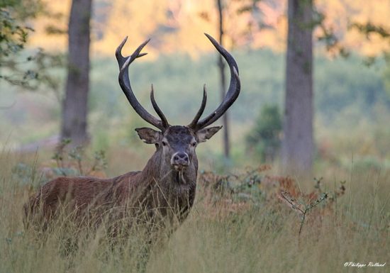 Forêt domaniale de Châteauroux