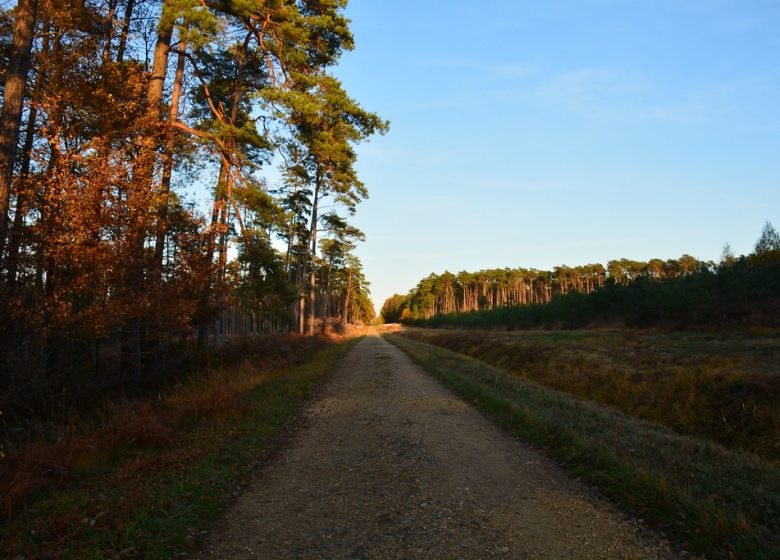 Liaison Forêt de Chinon via Huismes