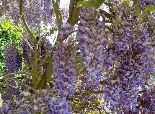 La Glycine