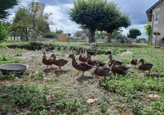 Le gîte de Belville