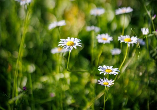 Moulin de Retord, côté étang