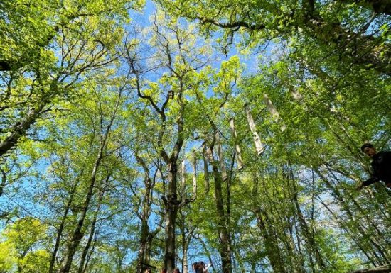 Parcours aventure dans les arbres à Laleuf Loisirs