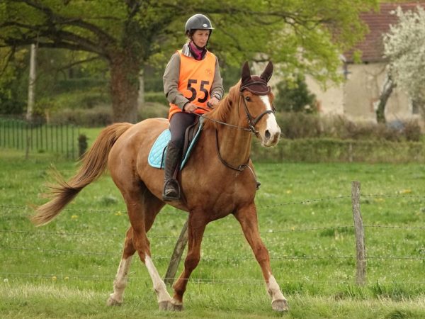 Endurance équestre