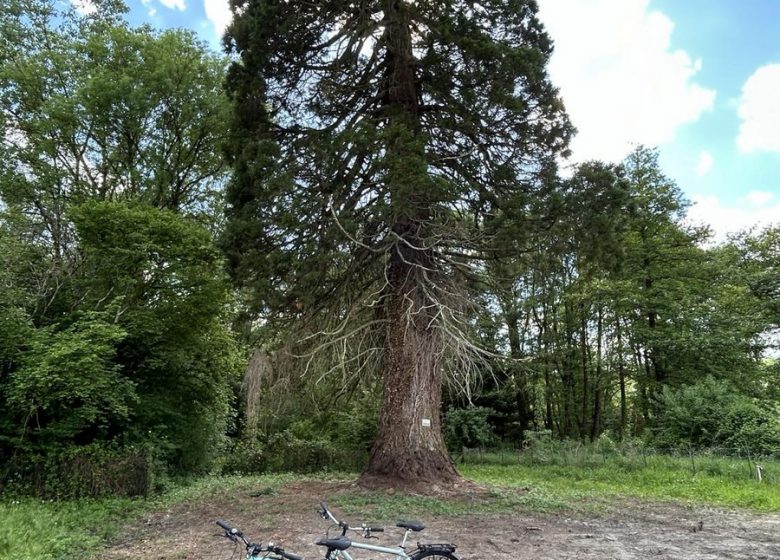 Azay le Rideau Cycles