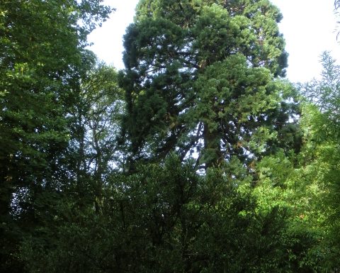 Manoir de l’Alouette