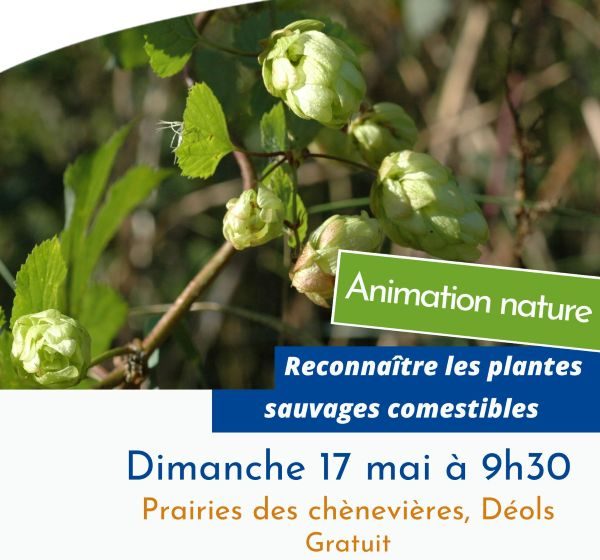 Reconnaître les plantes sauvages comestibles