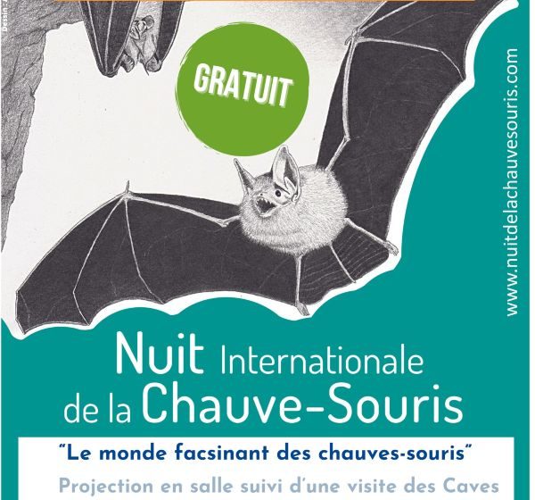 Le monde fascinant des chauves-souris