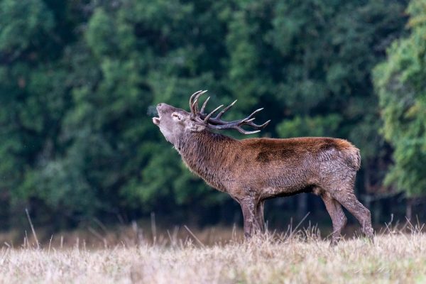 A la découverte des cervidés en forêt de Lancosme