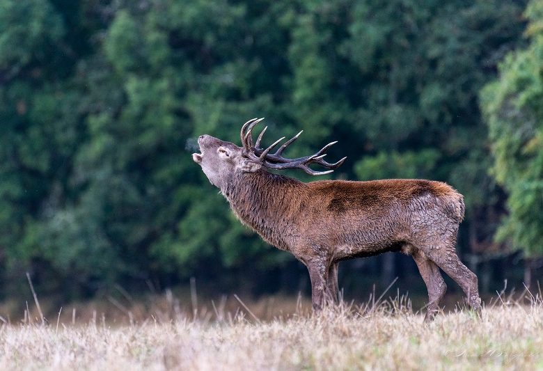 A la découverte des cervidés en forêt de Lancosme