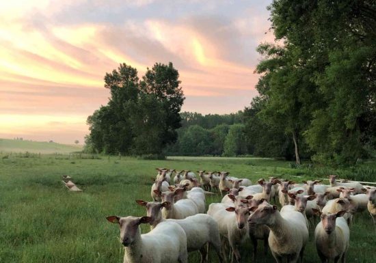 Après-midi et degustation à la Ferme Brebis du Lochois