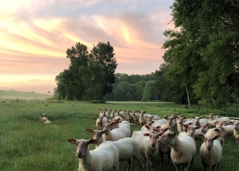 Après-midi et degustation à la Ferme Brebis du Lochois