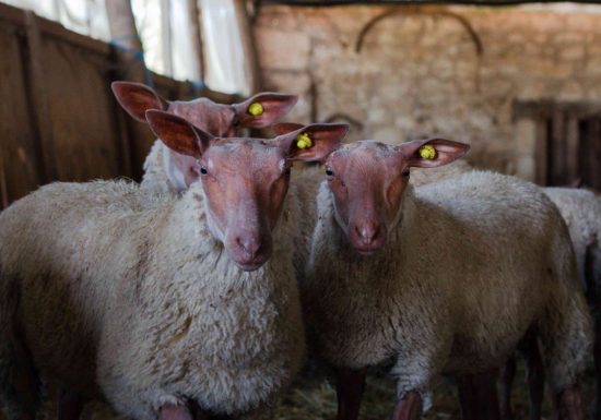 Après-midi et degustation à la Ferme Brebis du Lochois