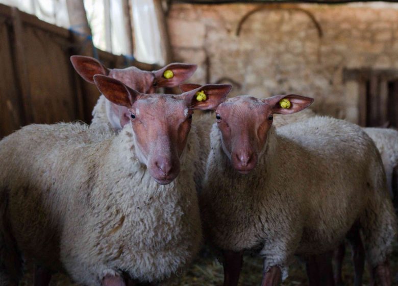 Après-midi et degustation à la Ferme Brebis du Lochois