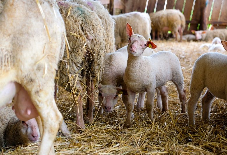 Brebis du Lochois – GAEC Froidevaux-Cornuet