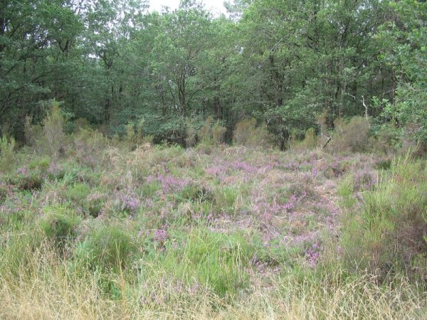 Quand la forêt cotoie la lande!