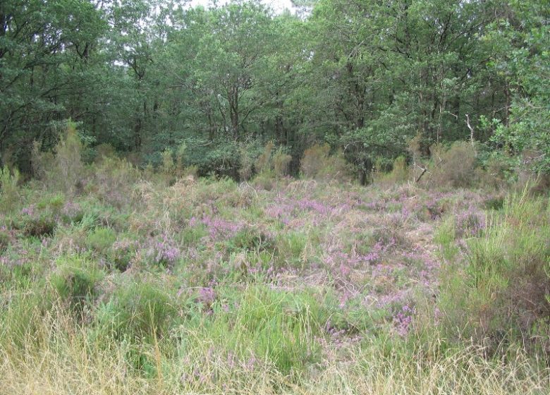 Quand la forêt cotoie la lande!
