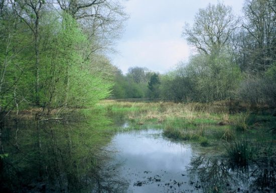 Forêt domaniale de Châteauroux