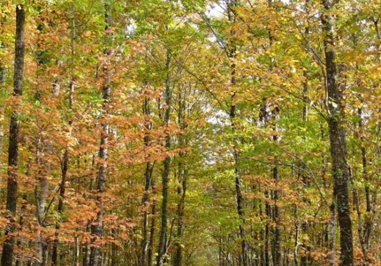 Forêt domaniale de Châteauroux