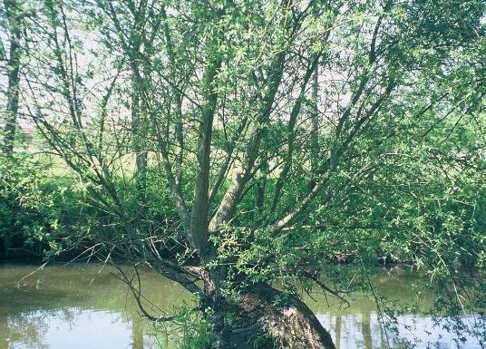 Les prairies de l’Indre