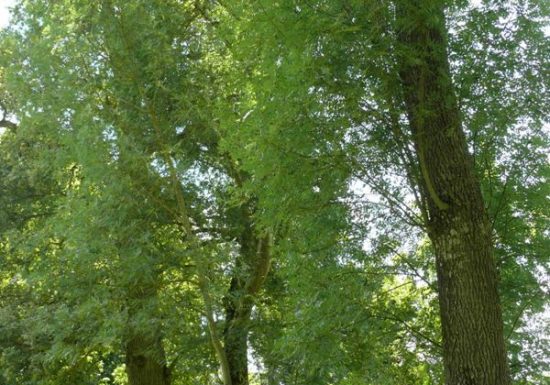 Moulin d’Angibault