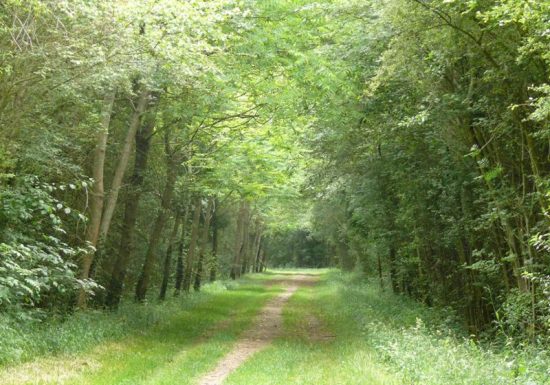 Bois de la Ringoire