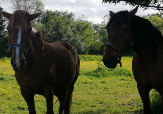 Longère à la Ferme Equestre en campagne