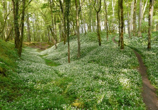 Forêt domaniale de Châteauroux