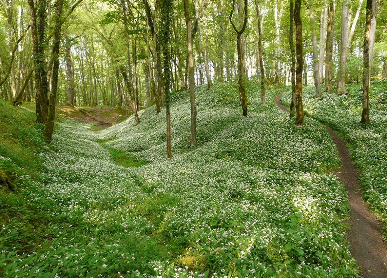 Forêt domaniale de Châteauroux