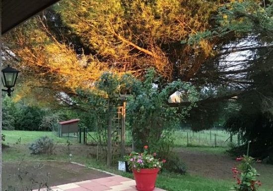 Des Roux et des Pious