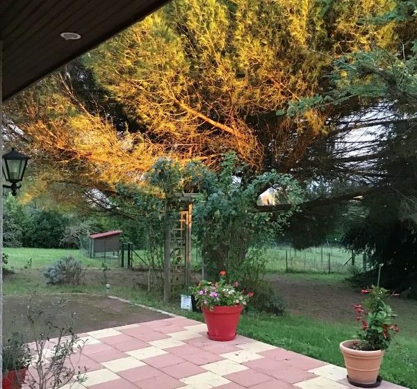 Des Roux et des Pious