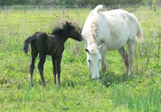 Ecoparc des Chénevières