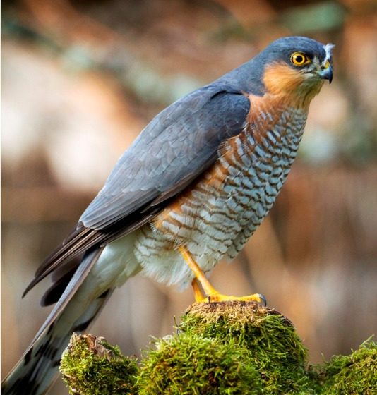 Rapaces nicheurs de Brenne