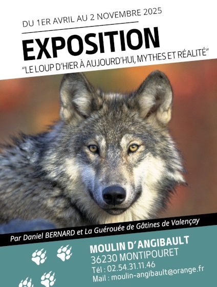Exposition « Le loup d’hier à aujourd’hui : mythes et réalité »