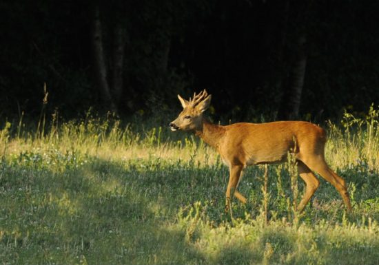 Forêt domaniale de Châteauroux