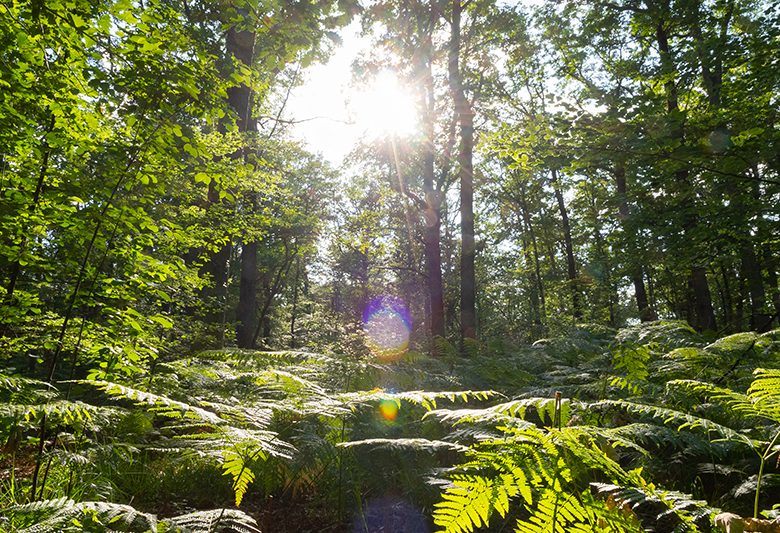 Forêt domaniale de Châteauroux
