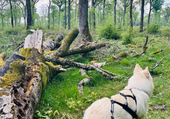 Forêt domaniale de Châteauroux